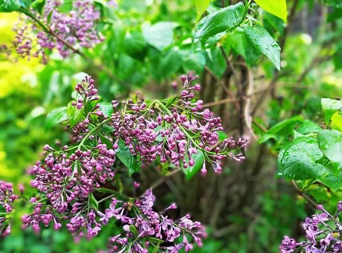 Chalupa Ostravice Villa